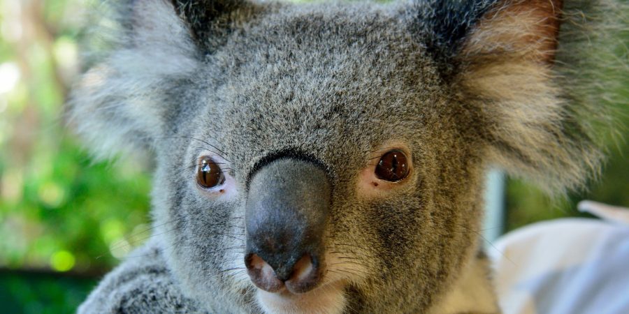 Close up of a koala, looking alert.