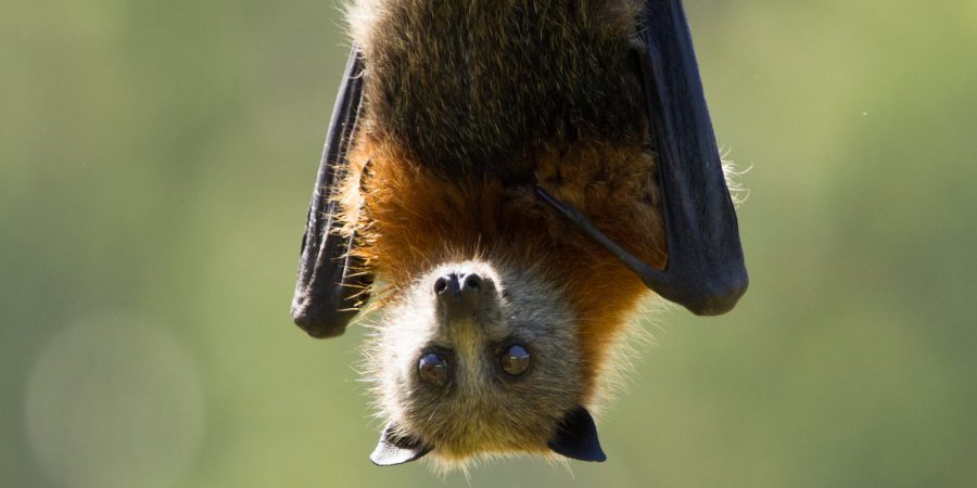 Close up of a grey-headed flying fox, hanging upside down with their wings tucked by their side.