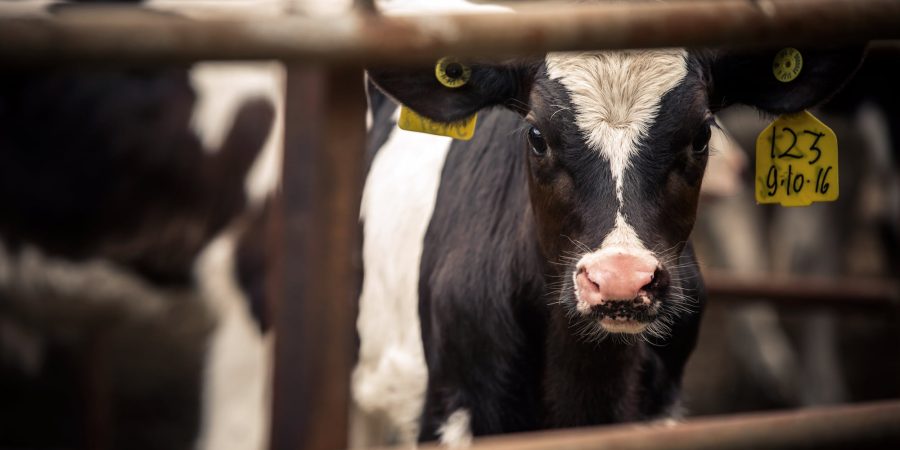 A young dairy calf with ID ear tags peers through the bars of a sale yard enclosure.