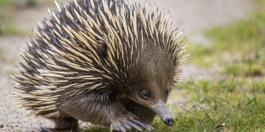 An echidna walking along a grassy flat.