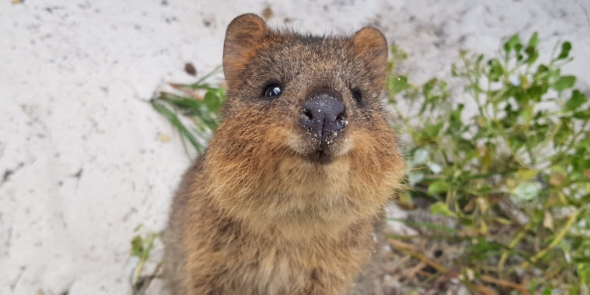 A quokka with sand granules on their nose, looking up at the camera with a grin.
