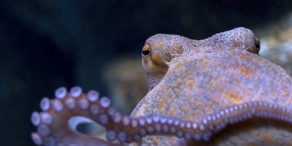 The global effort to stop the world's first octopus farm