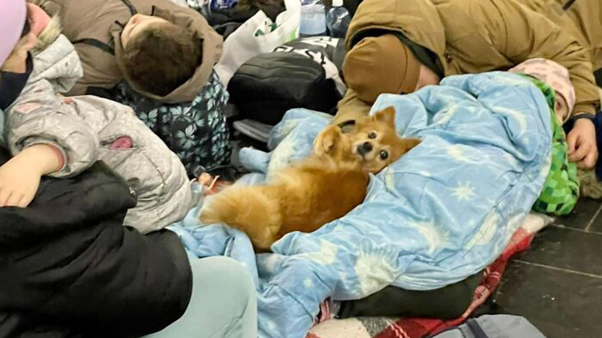 Dog sleeping on pile of belongings in subway