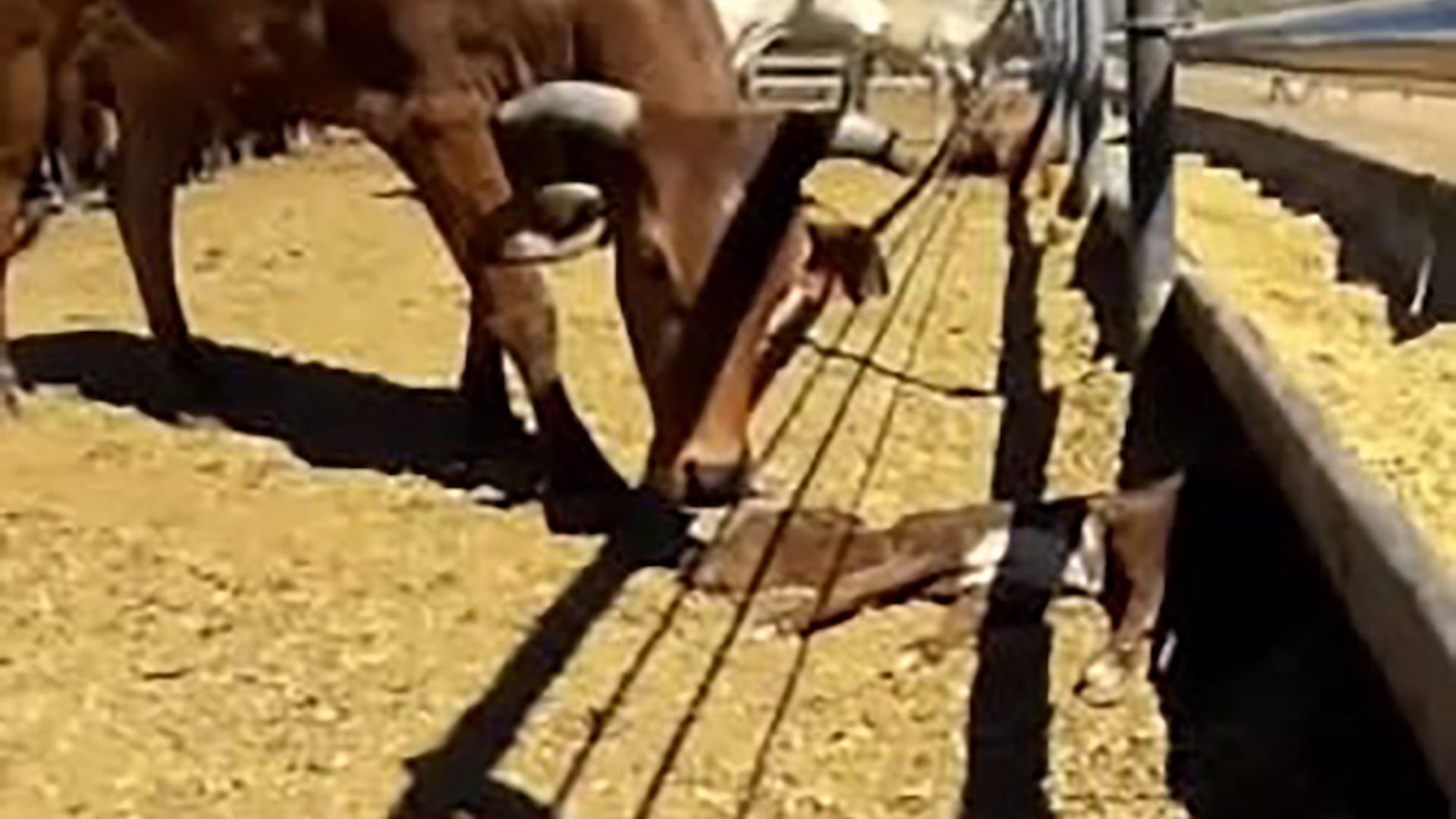 A mother cow standing and sniffing her dead baby on an Australian farm