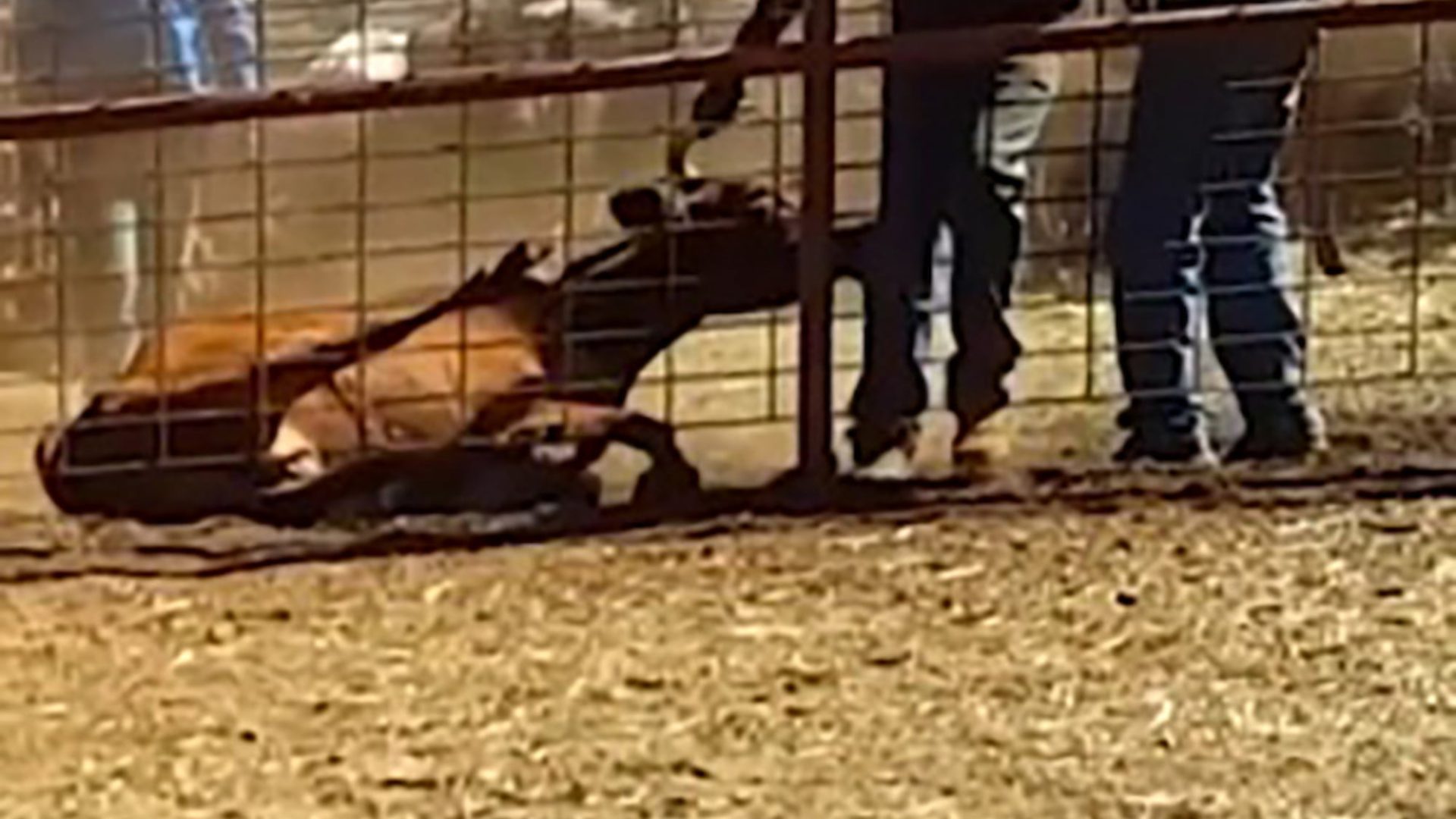 Cattle station workers dragging a cow at an Australian cattle station