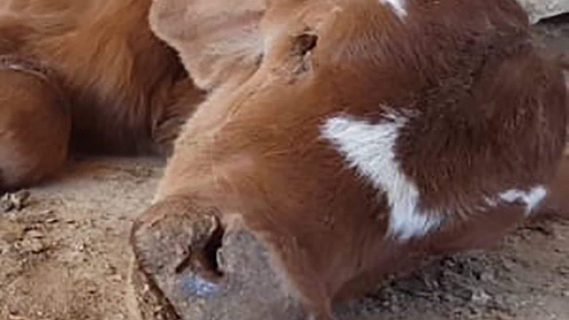 Closeup of a dead cow at an Australian cattle station