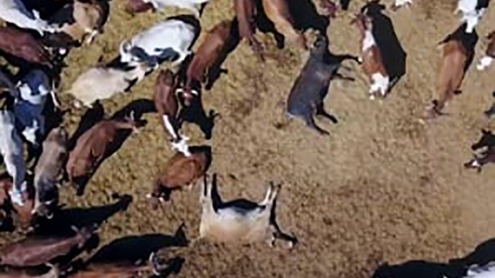 An aerial photo of dead cattle amongst a live herd on a cattle station