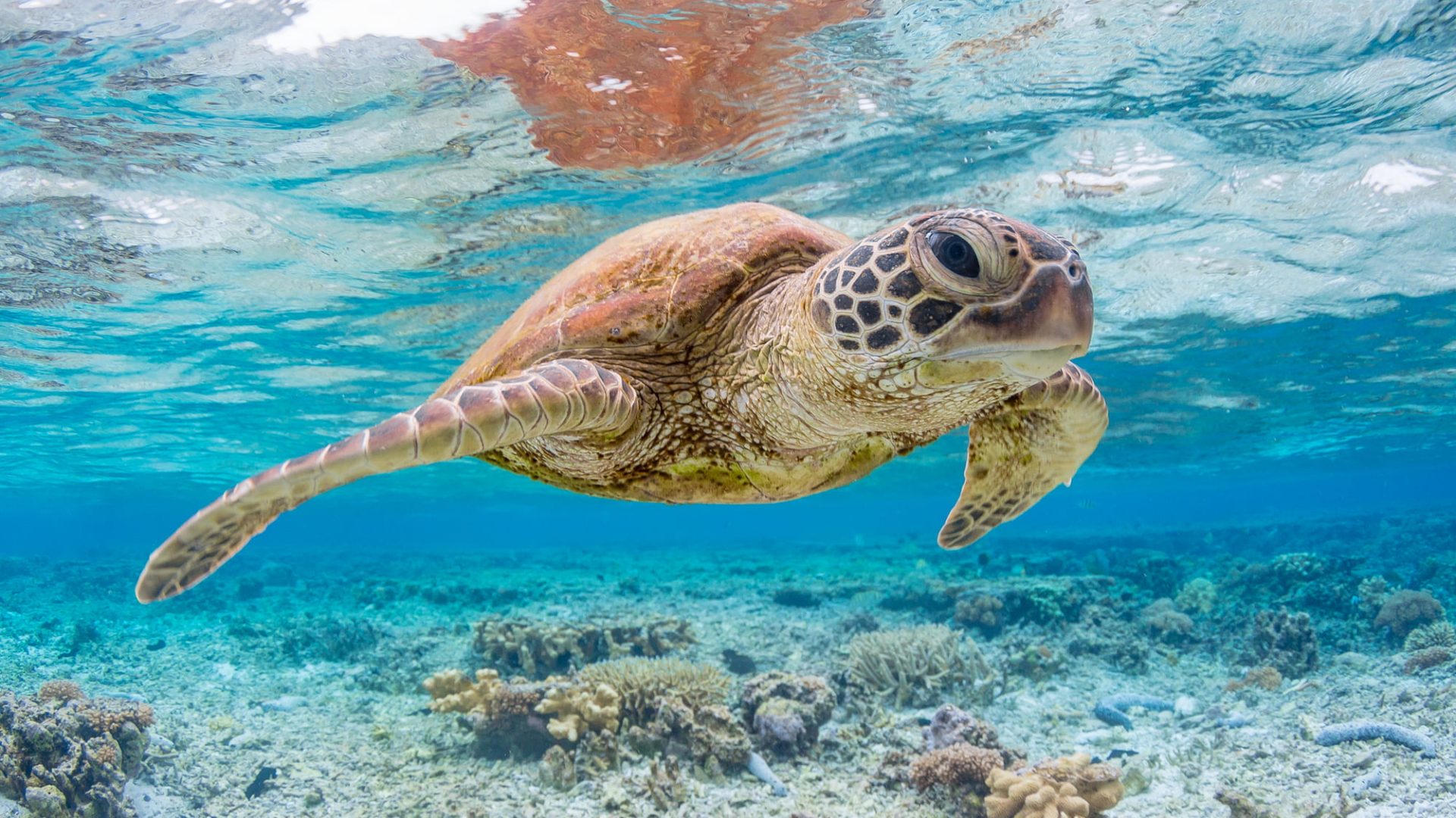 An inquisitive green sea turtle looks at the camera, floating below the surface in a coral reef.