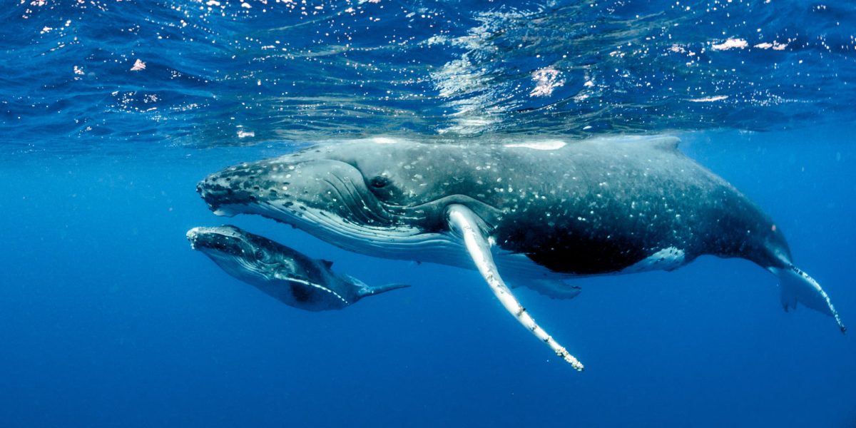 A humpback whale and calf gliding below the surface of the blue ocean.