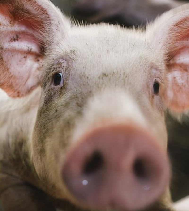 A closeup of pig looking into camera from a slaughterhouse in bali
