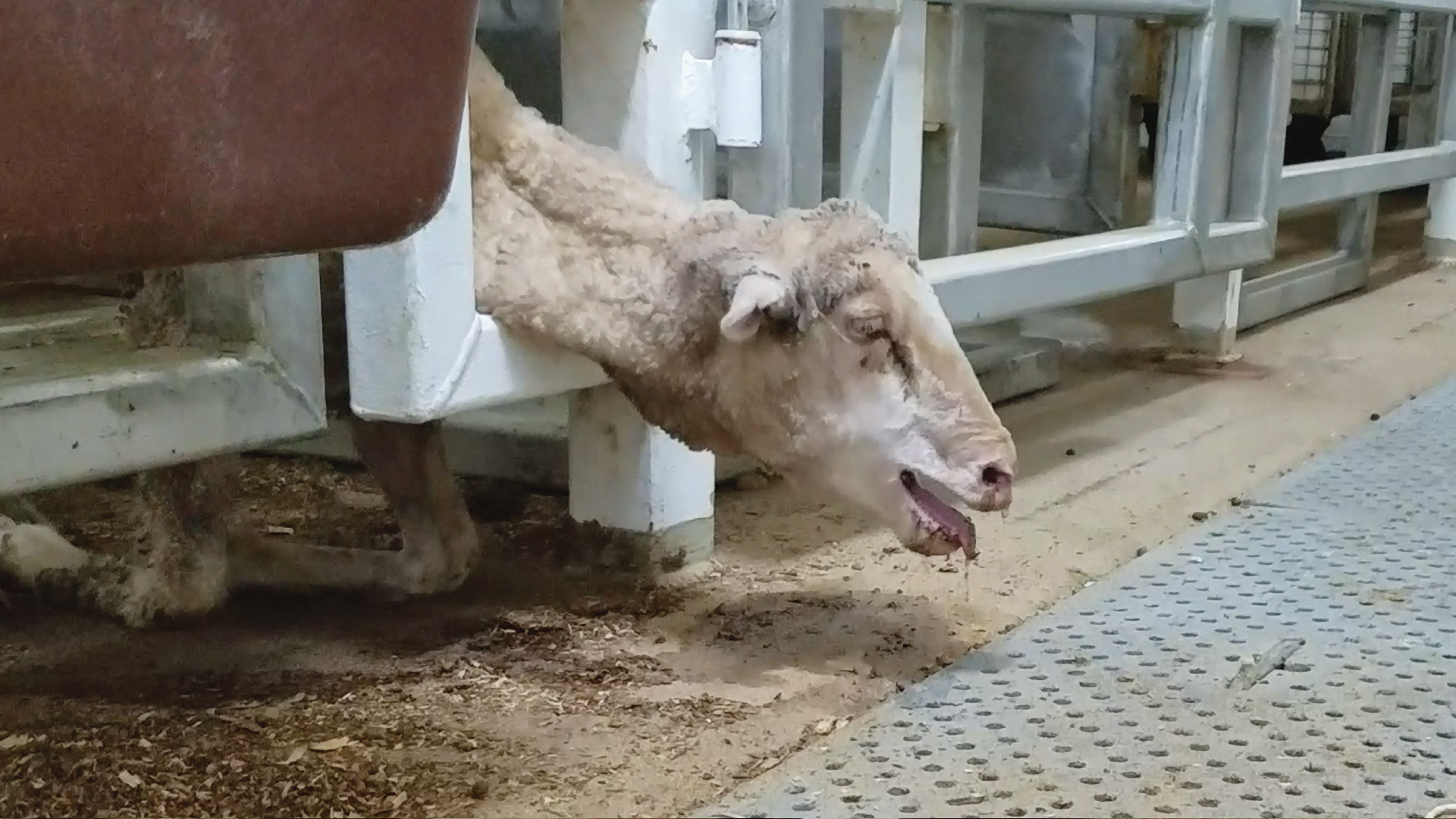 sheep gasping for breath on live export ship