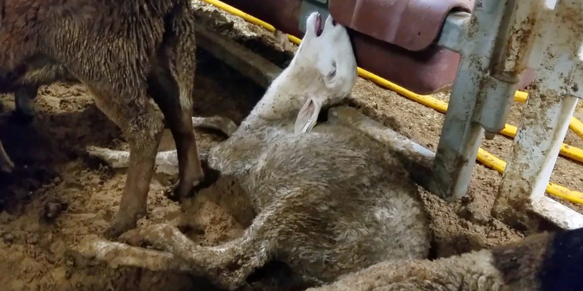 sheep struggling to breathe on live export ship