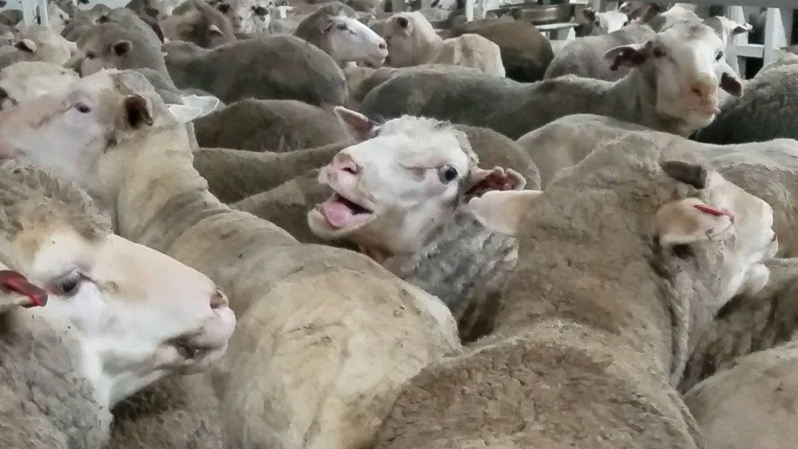 panting sheep looking at camera on live export ship