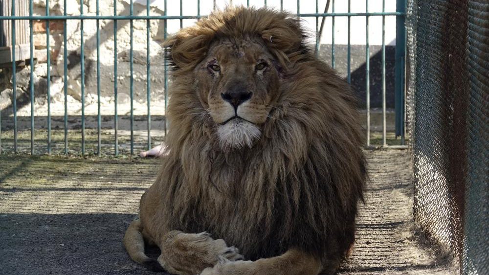 A rescued lion, sitting in his temporary enclosure before he is moved to a sanctuary.