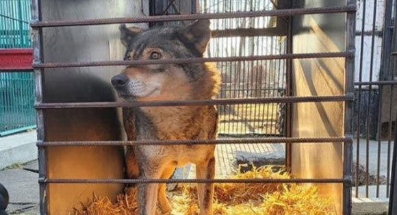 A rescued wolf peers through the bars of her transport cage as she is moved to a sanctuary.