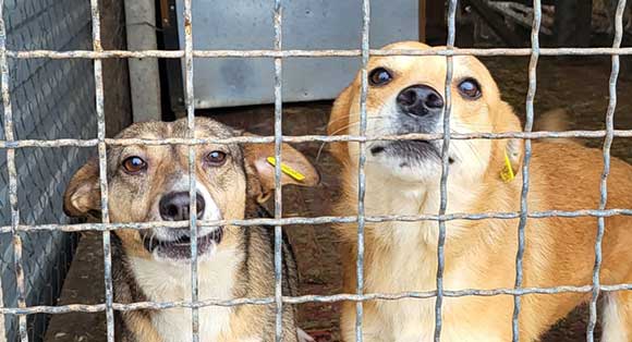 Two hungry dogs peer through a gate, awaiting food.