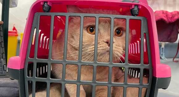 A white cat peers through the door of their carrier.