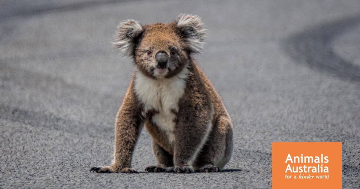 March 3 is World Wildlife Day – let's celebrate, and protect, Australia's  native animals | Animals Australia
