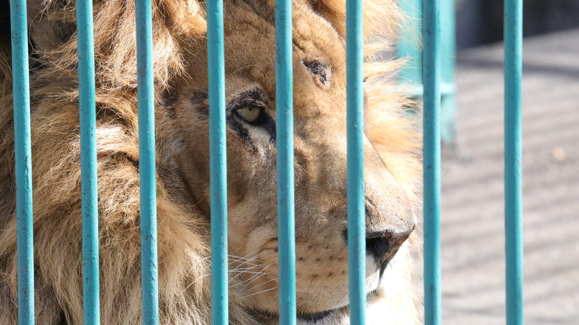 A close up of Simba the lion, through the bars of an enclosure.