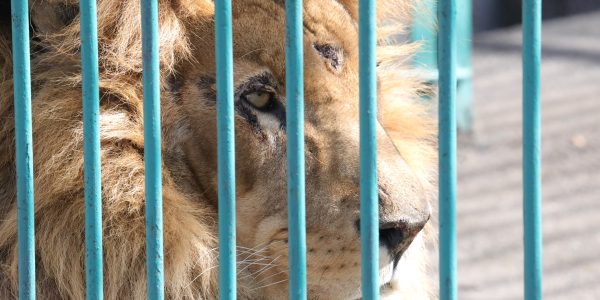 A close up of Simba the lion, through the bars of an enclosure.