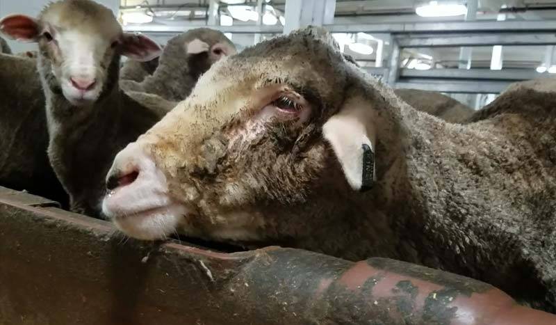 A sheep with eye disease onboard a love export ship