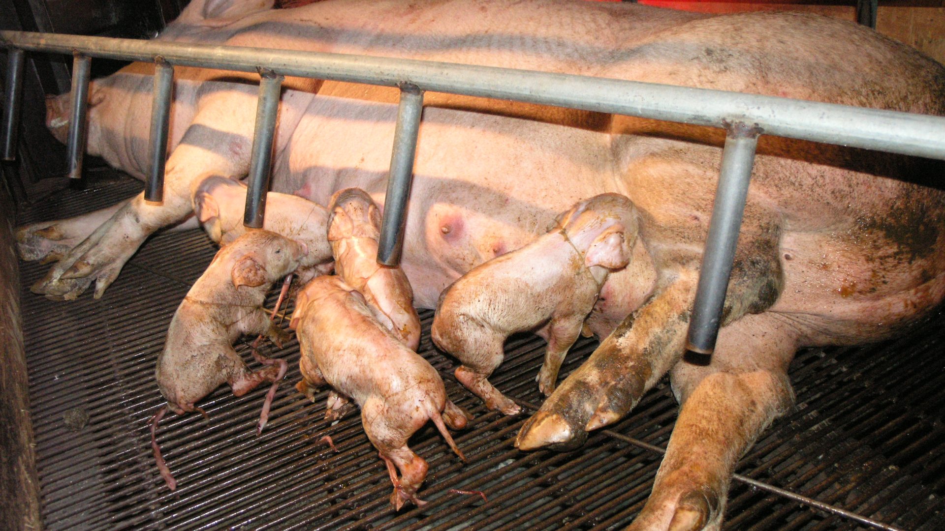 Large, pink mother pig laying down on her side, inside a steel cage with large bars. Her young piglets are suckling on her teets for milk