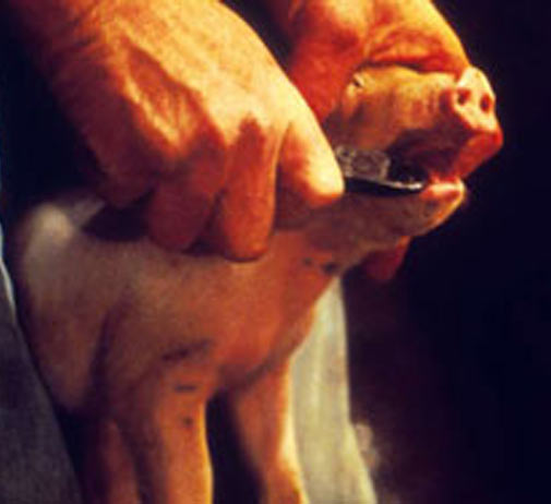 A person is holding the head of a small piglet in one hand, and teeth cutters near the young piglets mouth in the other.