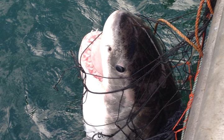 End the use of shark nets and drumlines in Australia