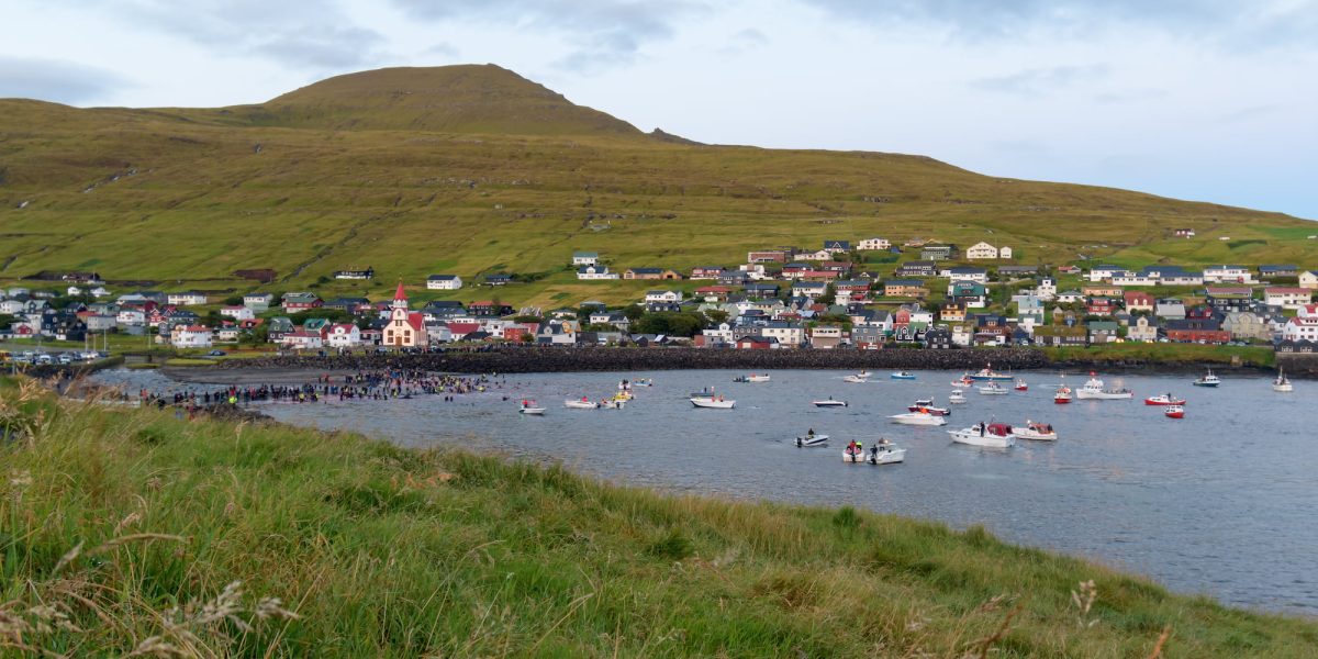 Boats gathered in the Faroe Islands for the whale slaughter.