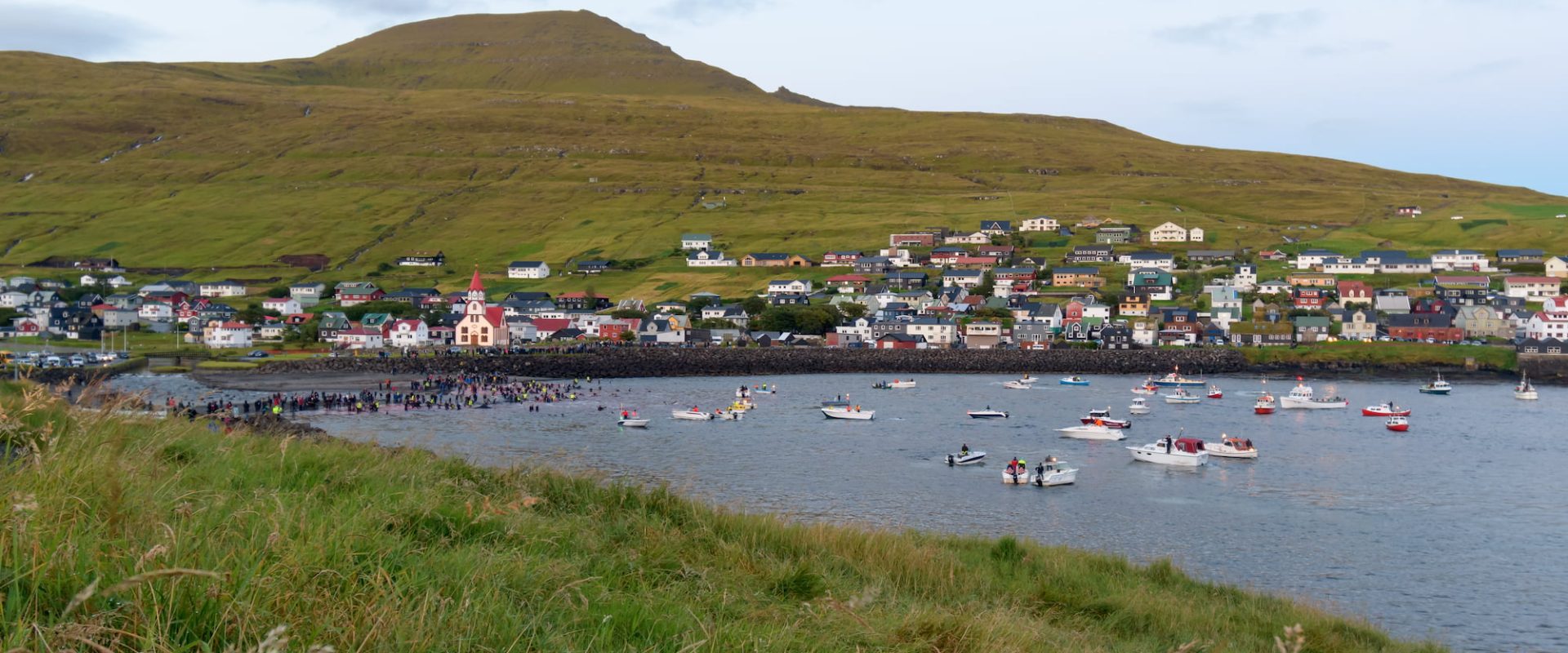 Petition to end the Faroe Islands whale and dolphin slaughter Animals