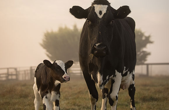 Mother and calf side by side, safe in