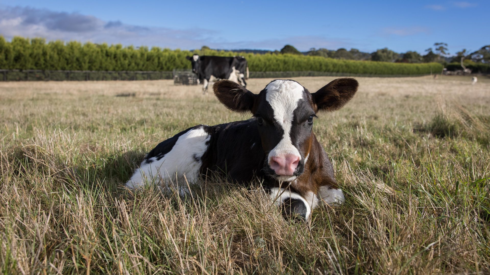 A calf resting in the grass, with the mother watching over.