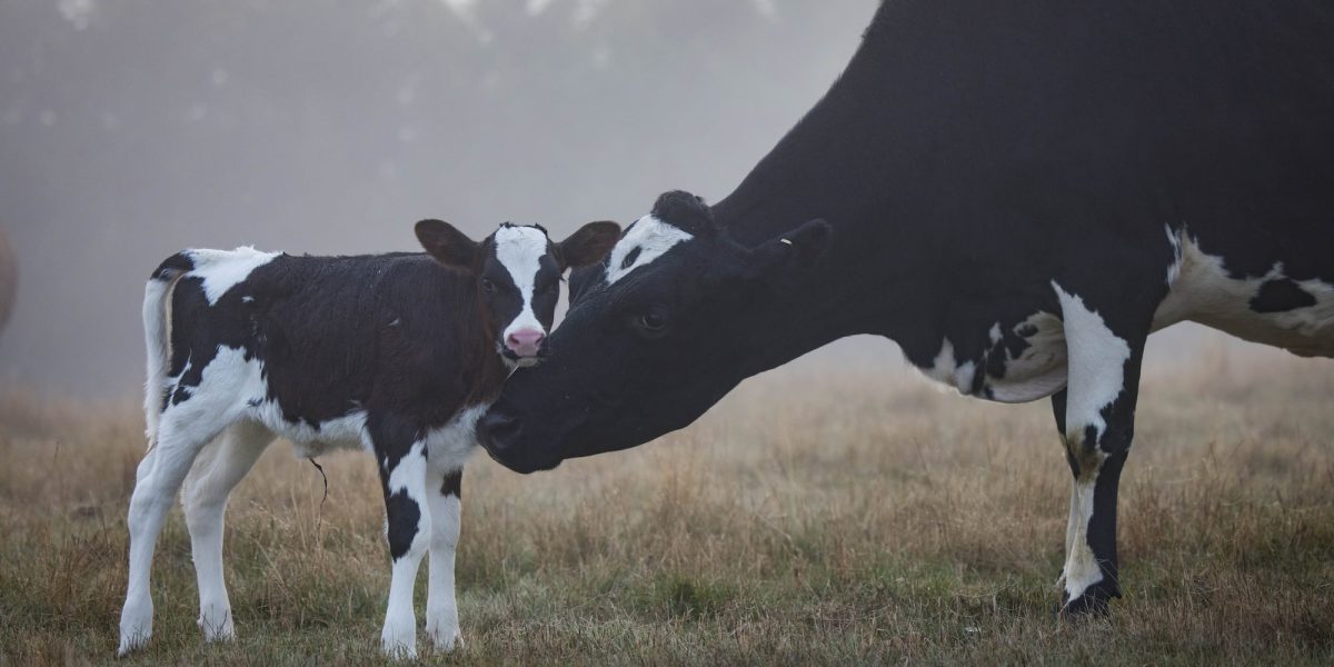 Mother Petal nuzzles her young calf Little Flower.
