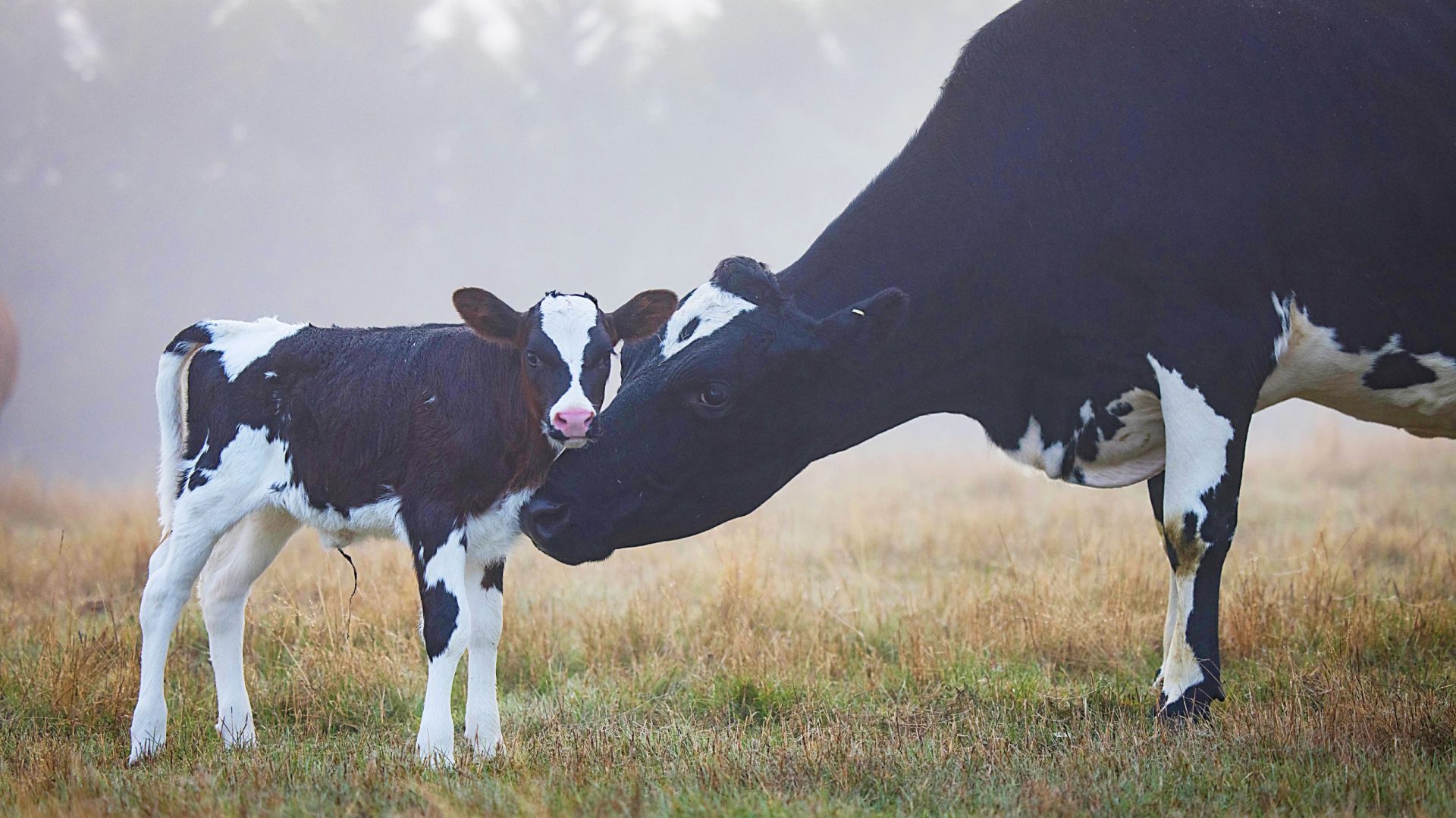 Mother Petal nuzzles her young calf Little Flower.