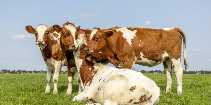 Four brown and white cows together on the grass - one is sitting down with their face nuzzled between two others.