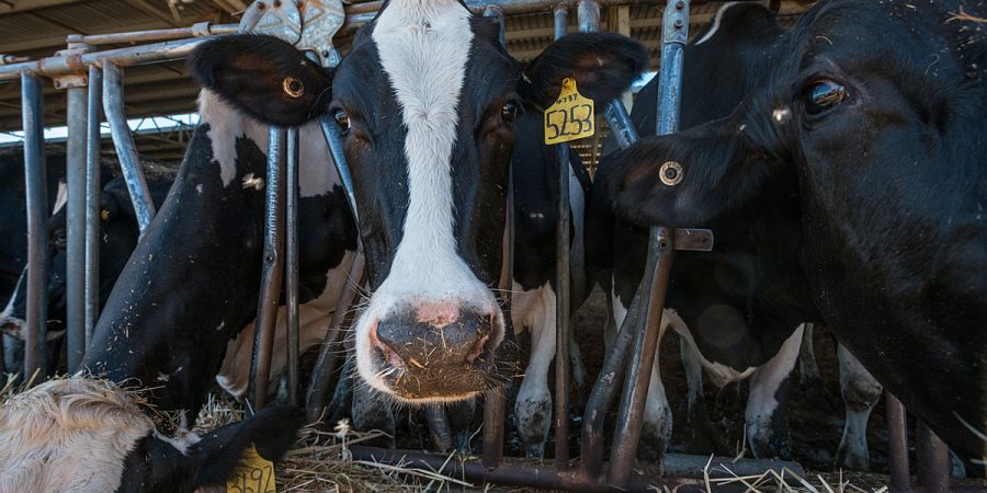 A close up of a cow peering through bars in a dairy barn.