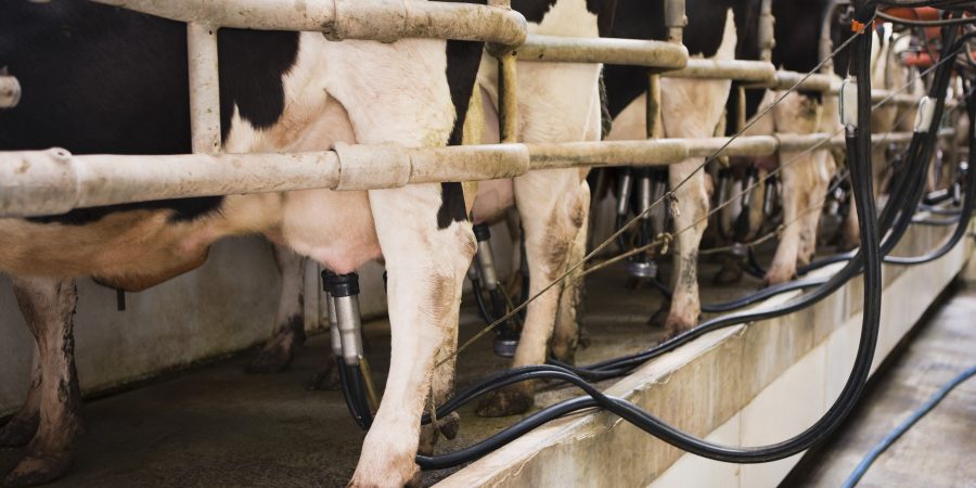 Cows with milking machinery attached to their udders.