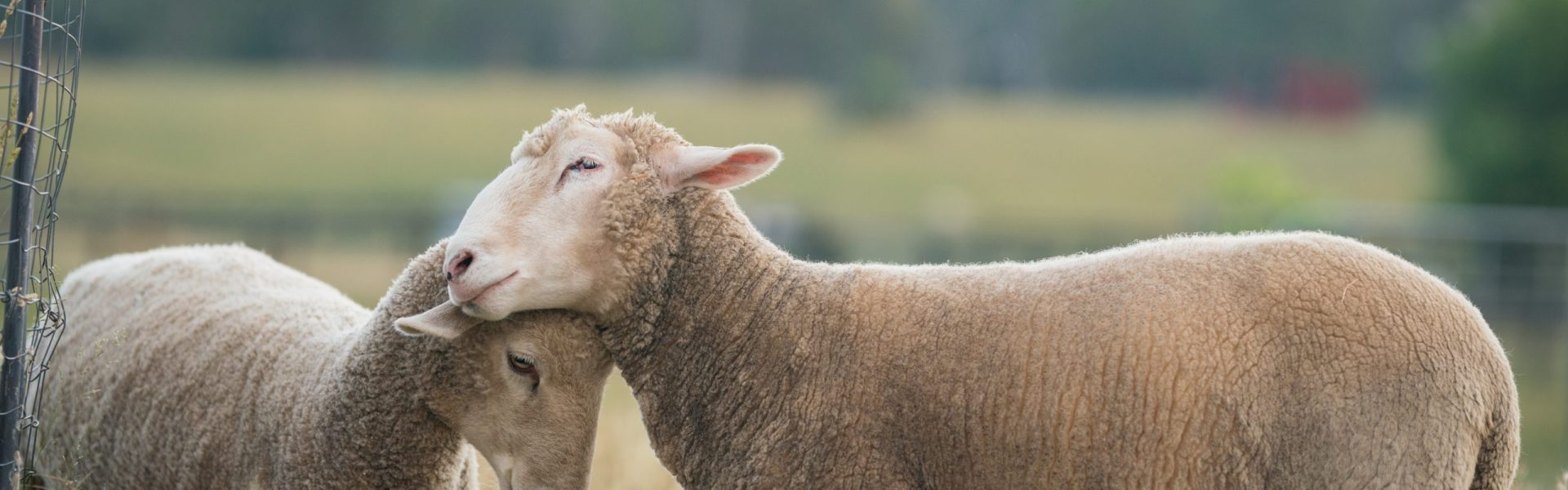 Two sheep in a grassy field touch their heads together affectionately.