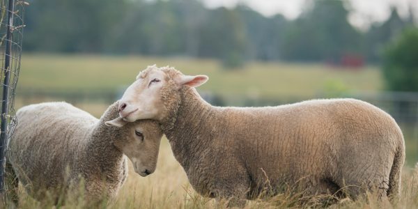 Two sheep in a grassy field touch their heads together affectionately.