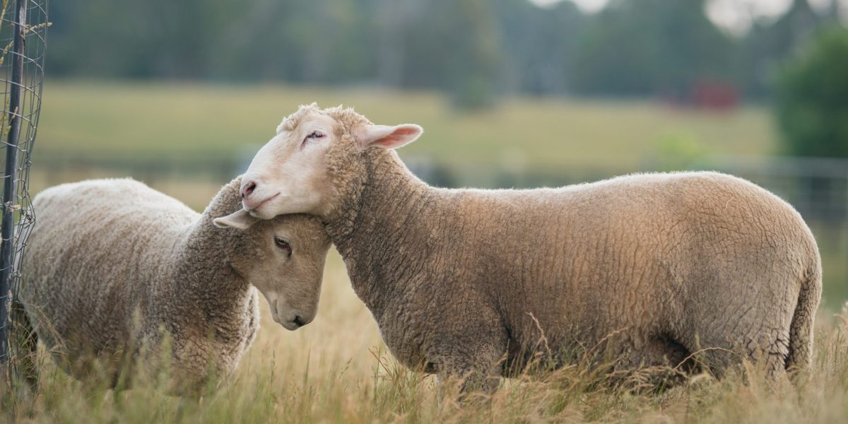 Two sheep in a grassy field touch their heads together affectionately.