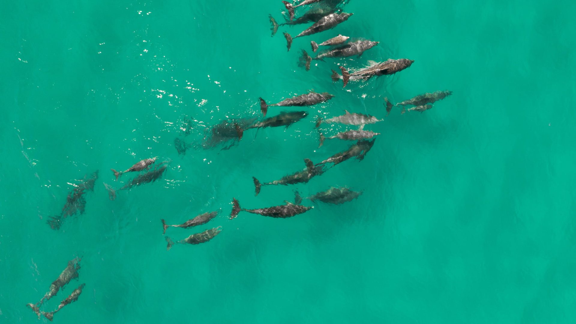 A pod of dolphins in clear blue water from aerial view.