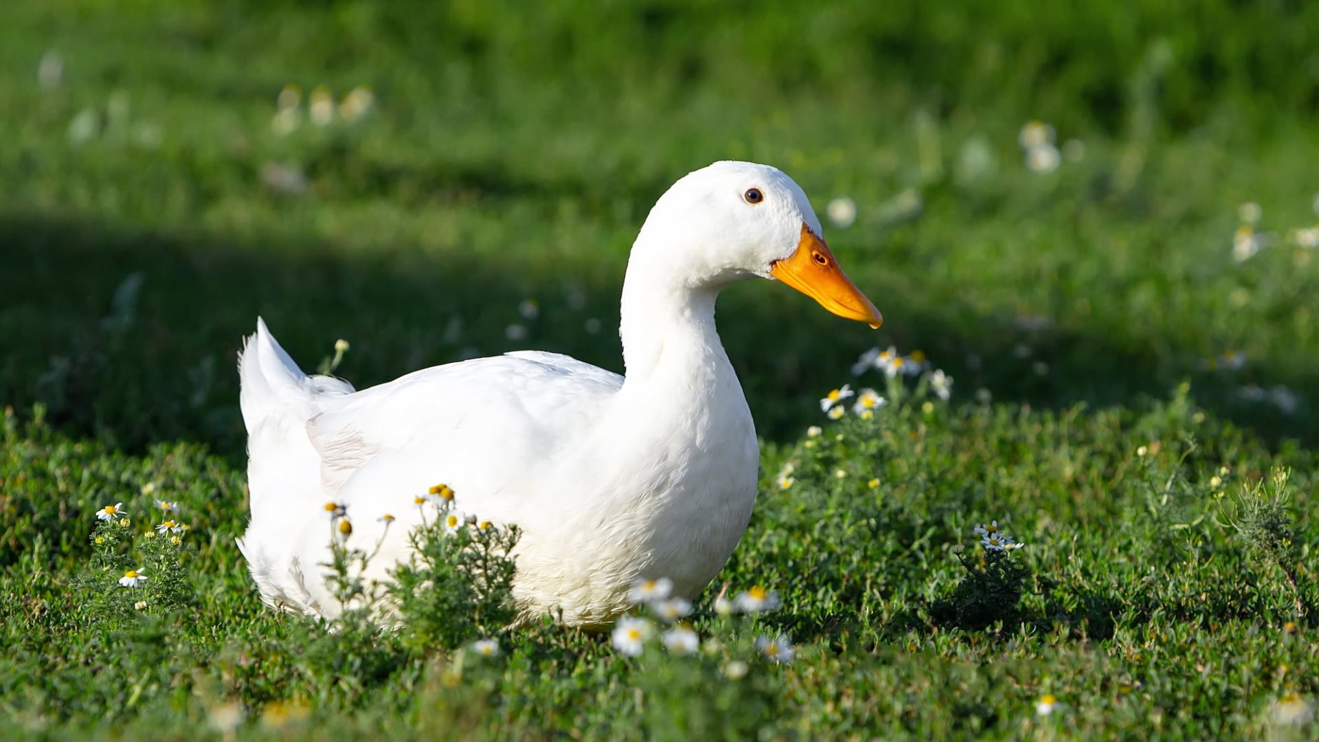 A white duck sitting on green grass.