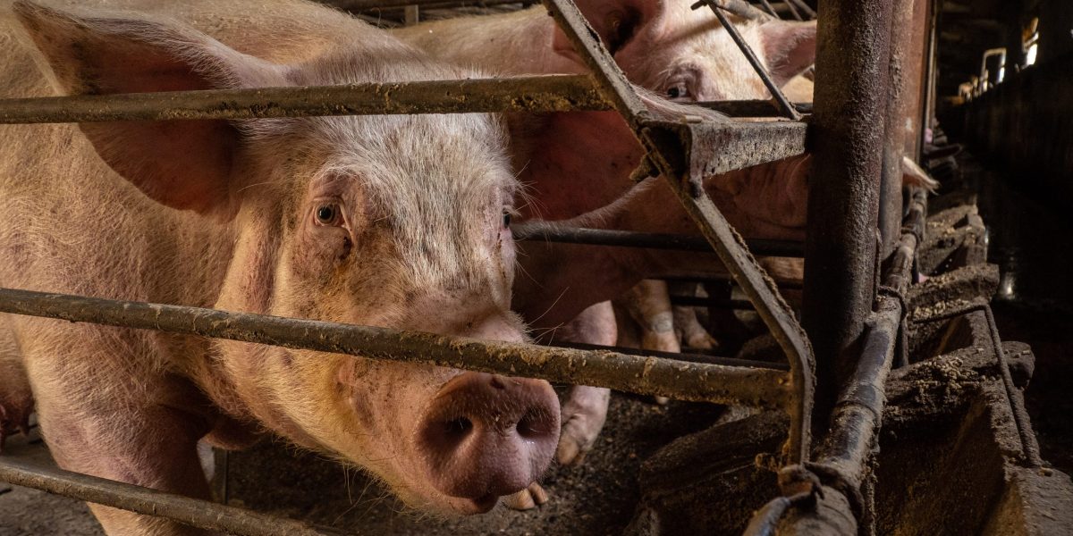Sow looking through bars of sow stall