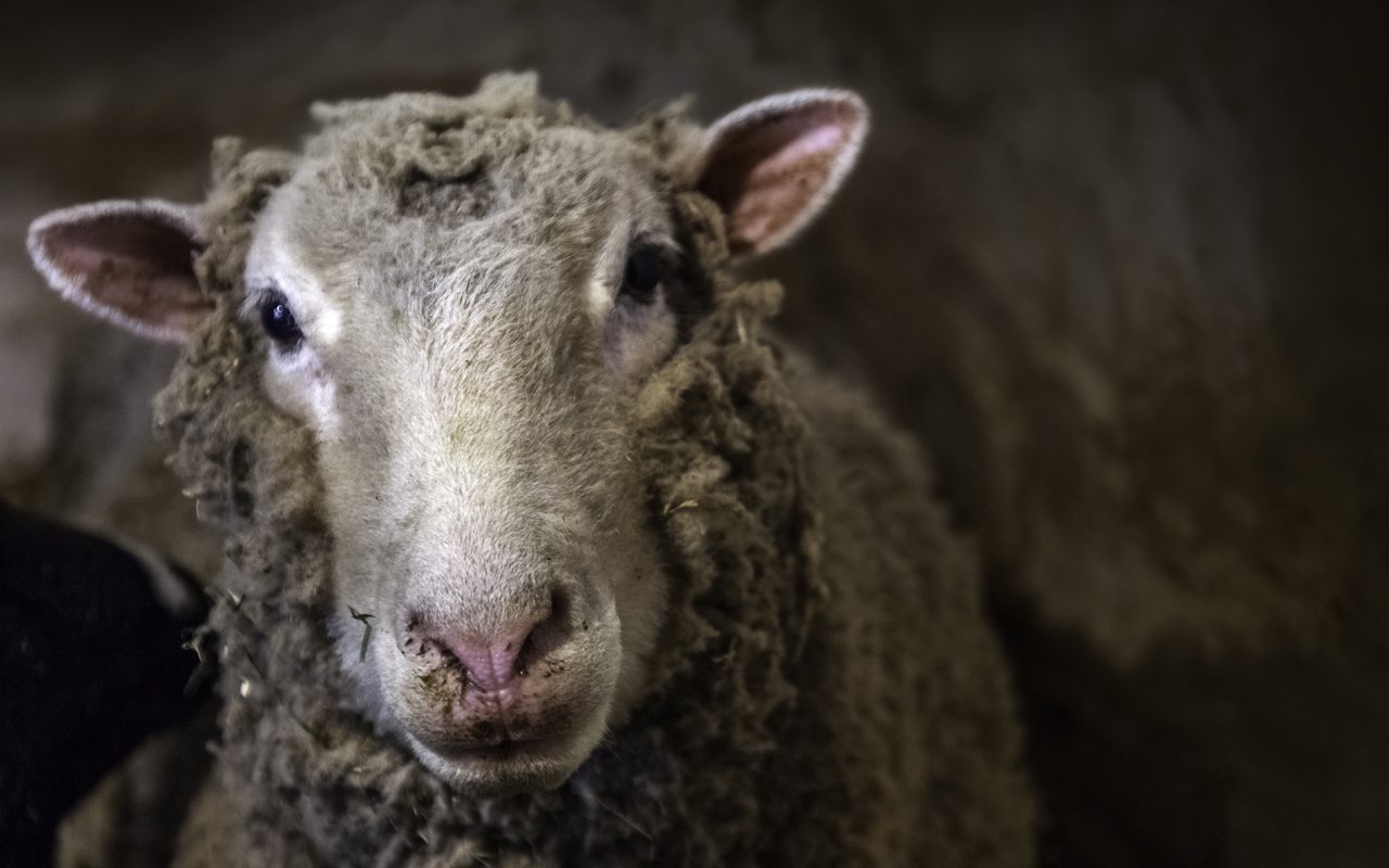 Legislate Sheep Export Phase-out | Animals Australia