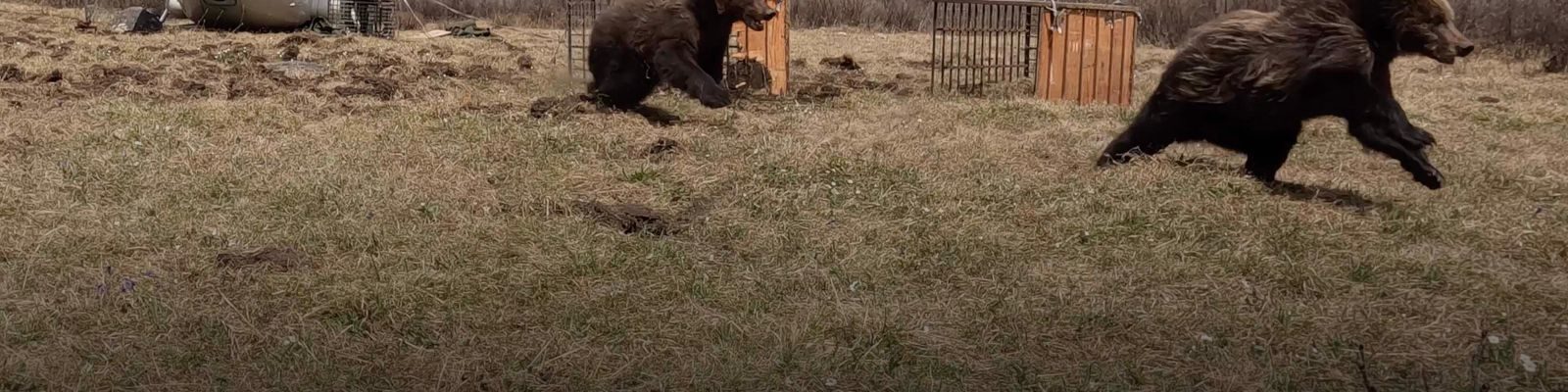 Rescued bears run free, their transport crate and helicopter in the background.