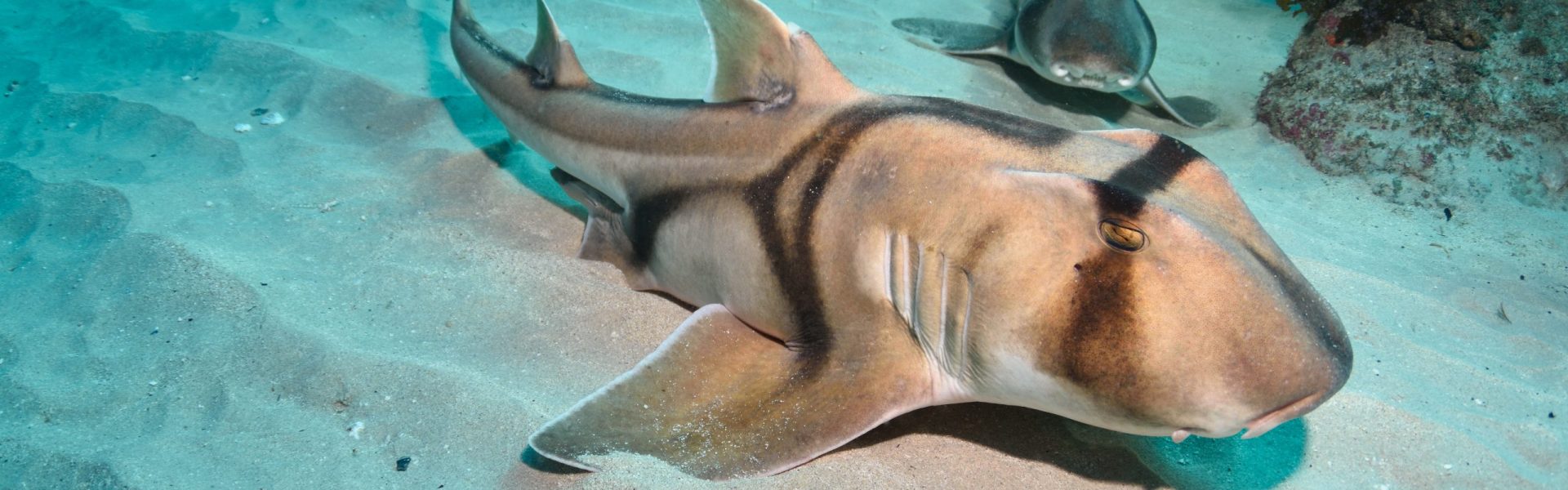 How well do you know sharks? | Animals Australia