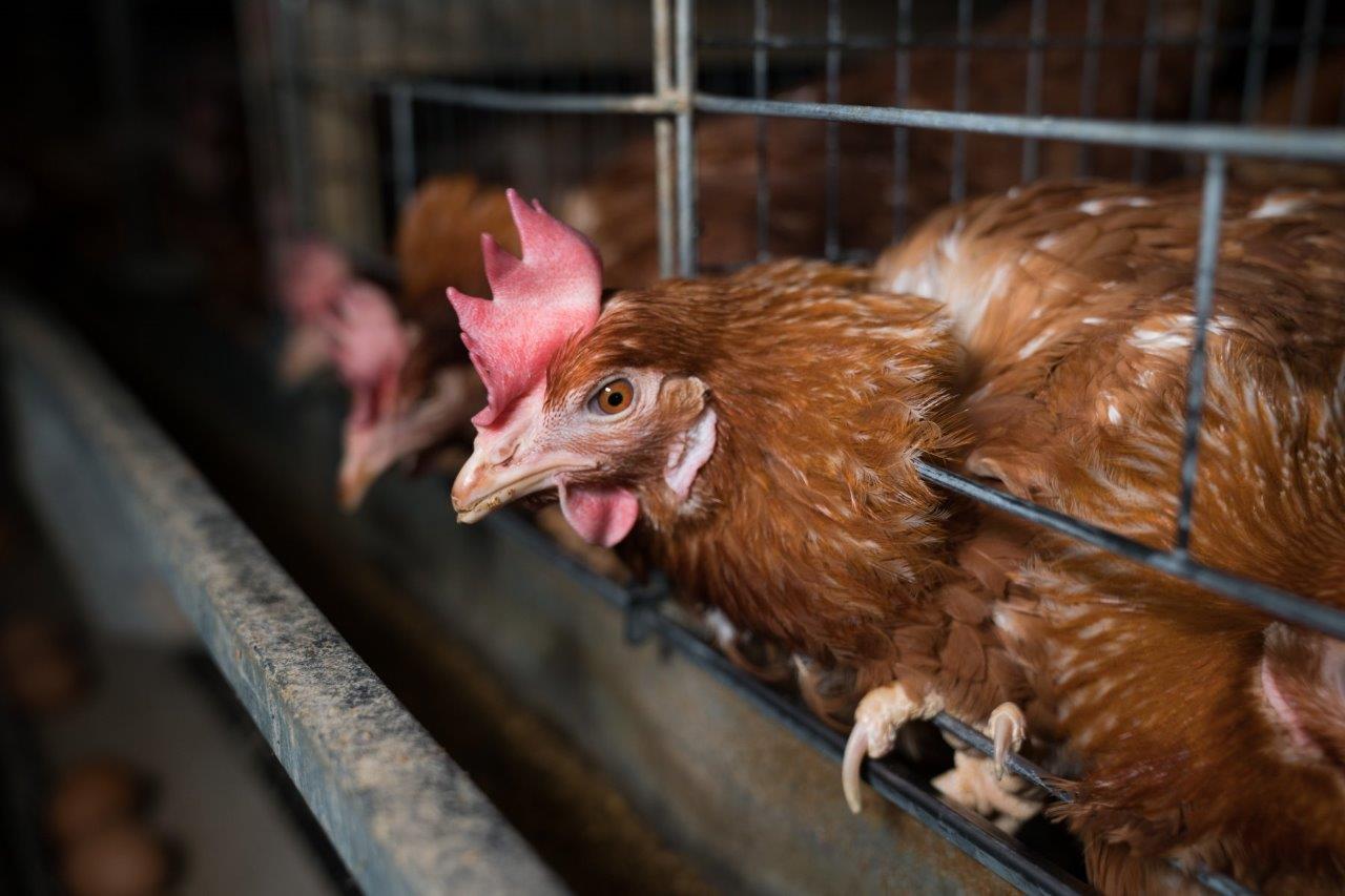 A head sticks her head through the bars of a battery cage.