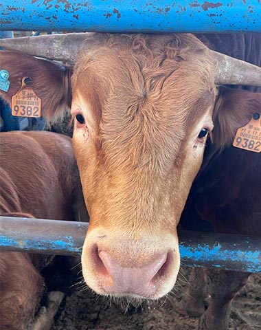 A close up of a steer with ear tags, as he looks at the camera through the fencing of a pen.