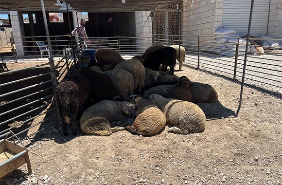 Sheep in a pen huddle in a patch of shade for reprieve from the heat.