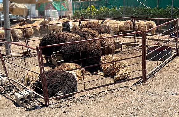 Sheep confined to a pen on dirt in the scorching heat with no shade available.